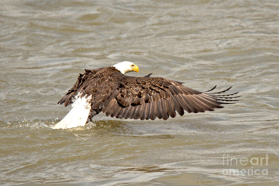 Bald Eagle Ready For Takeoff Photograph by Adam Jewell