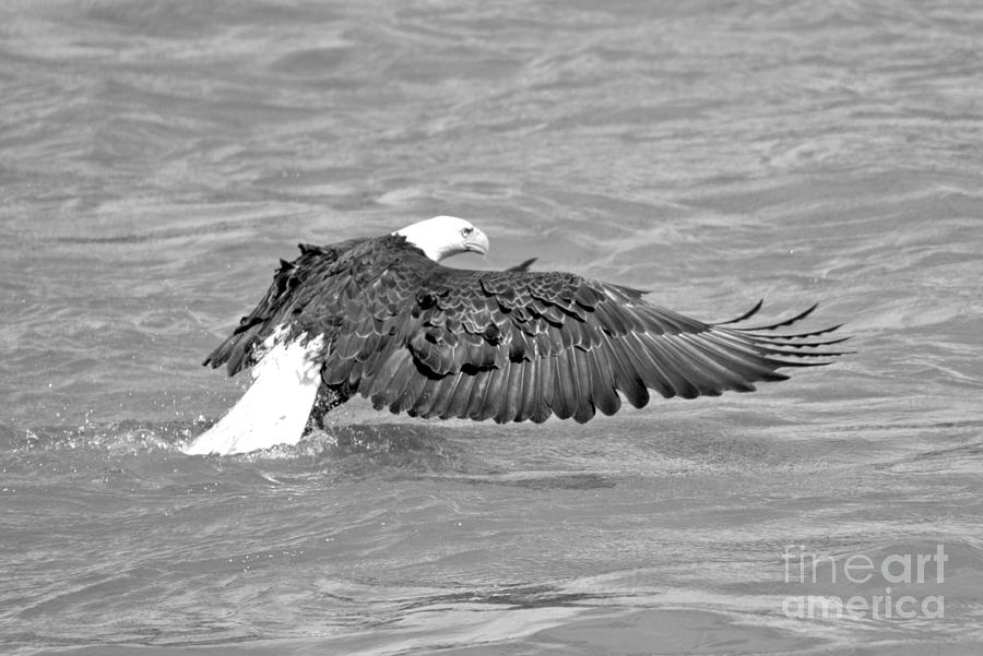 Bald Eagle Ready For Takeoff Black And White Photograph by Adam Jewell