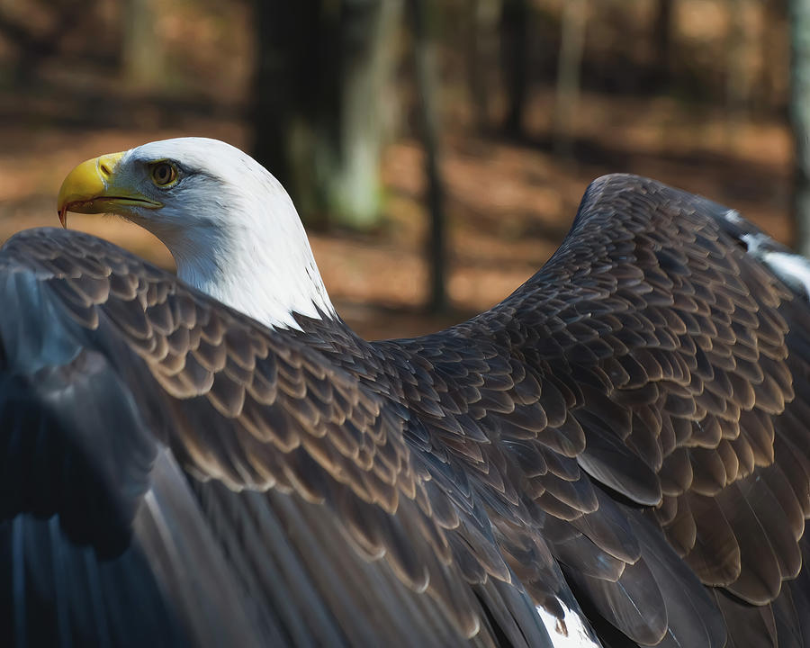 Bird Photograph - Bald Eagle Ready To Fly by Flees Photos