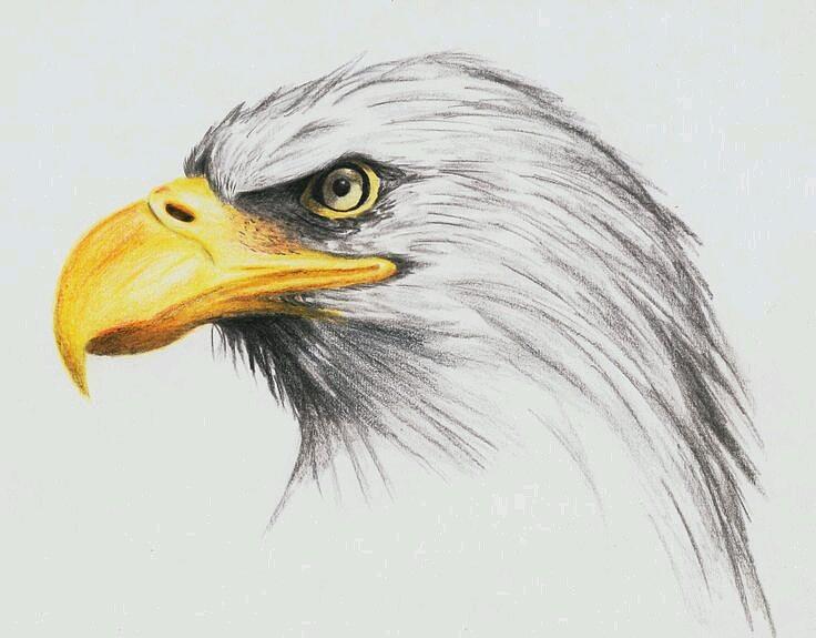 Anicurio #30 © (Eagle) - Pencil drawing