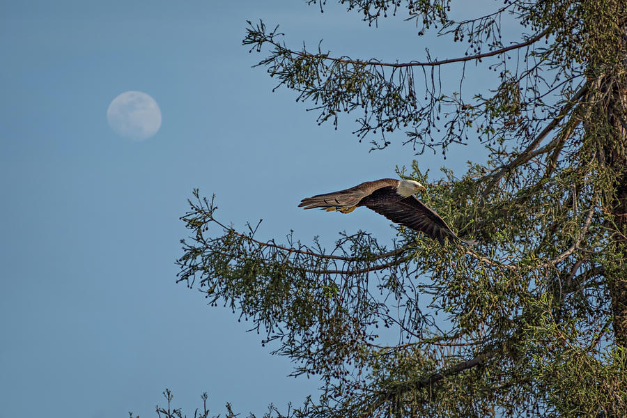 Bald Eagle Returning to Nest Photograph by Linda Villers