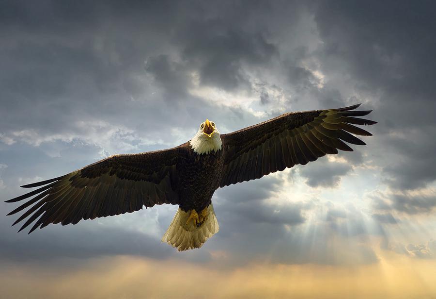 Bald Eagle Rising Photograph by Lynn Hopwood