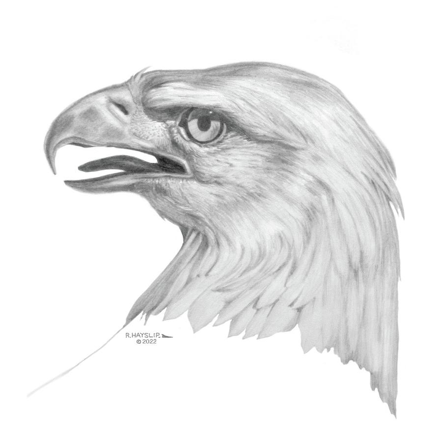 Bald Eagle Drawing by Rod Hayslip - Fine Art America