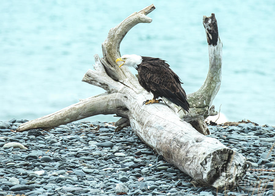Bald Eagle Screeching on Driftwood Photograph by Steven Natanson
