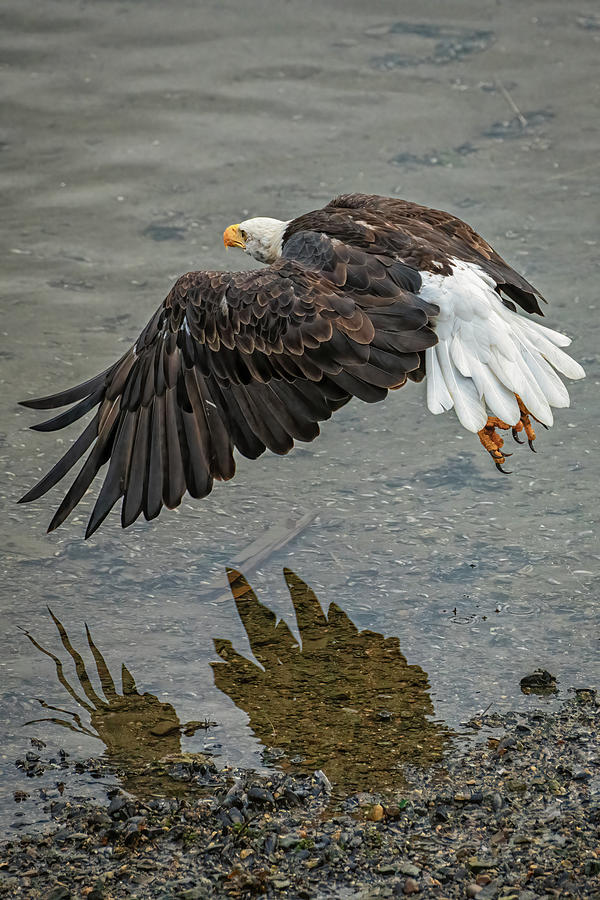 Bald Eagle Searching for Scraps Photograph by Robert J Wagner