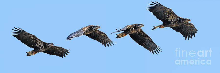 Bald Eagle Sequence 2386b Photograph by Jack Schultz