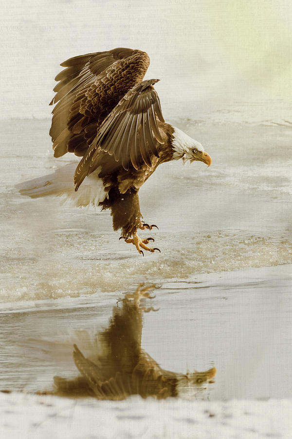 Bald Eagle Series #1 - Eagle is Landing Photograph by Patti Deters
