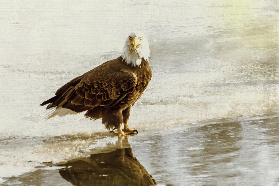 Bald Eagle Series #3 - Watch What Im Going To Do Photograph by Patti Deters