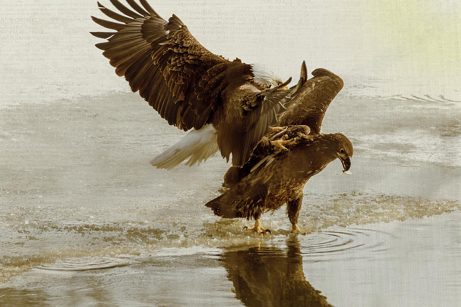 Bald Eagle Series #6 Give Me That Fish Photograph by Patti Deters
