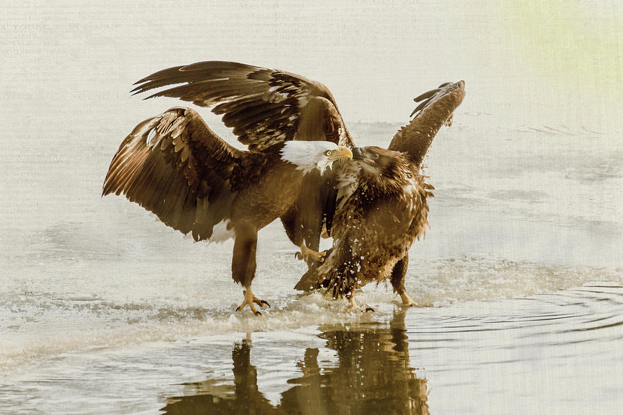 Bald Eagle Series #8 Beak To Beak Photograph by Patti Deters