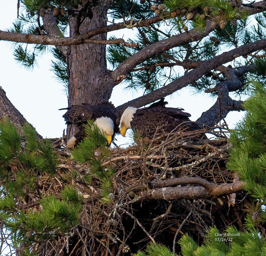 Bald Eagle Shift Change Photograph by Cheryl Binnall - Fine Art America