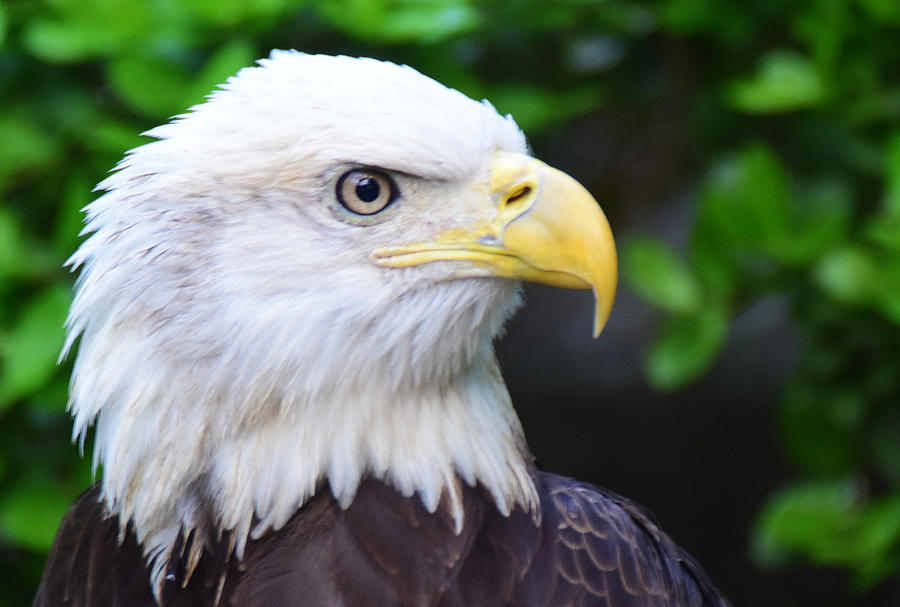 Bald Eagle side view Photograph by Ed Stokes - Fine Art America