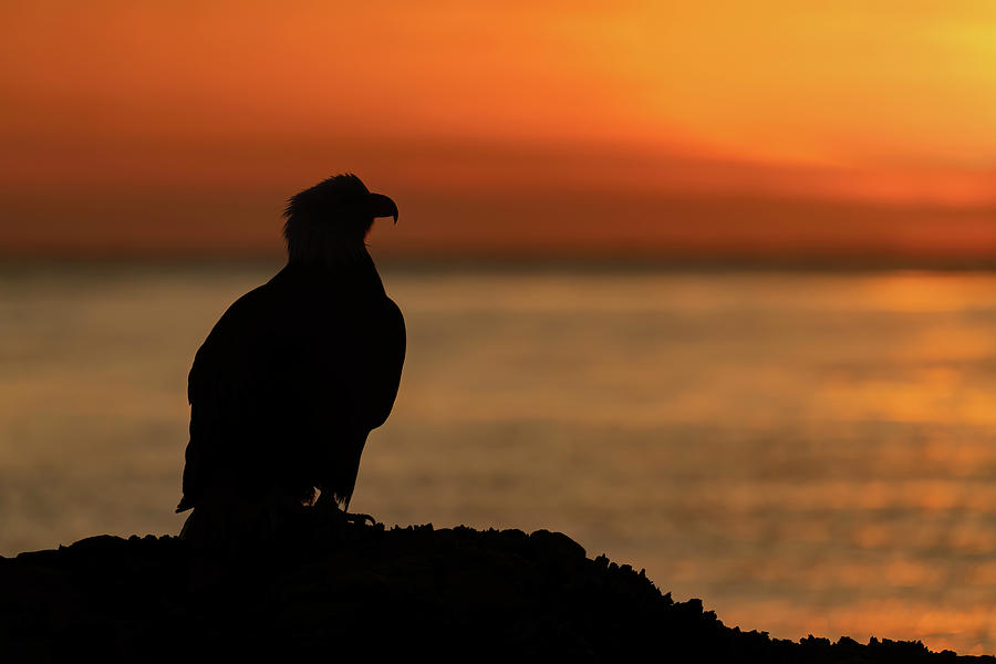 Bald Eagle Silhouette Photograph by Mark Harrington