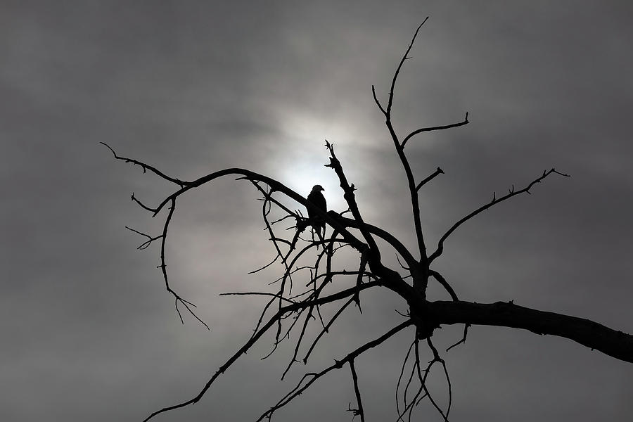 Bald Eagle Silhouetted Against a Winter Sky  Photograph by Tony Hake
