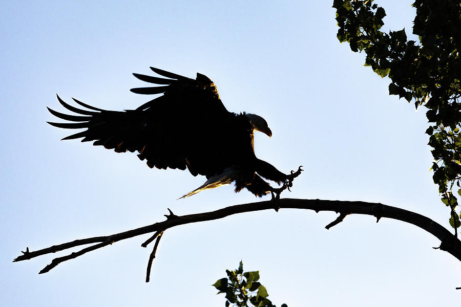 Bald Eagle Silhouetted Landing Photograph by Tony Hake