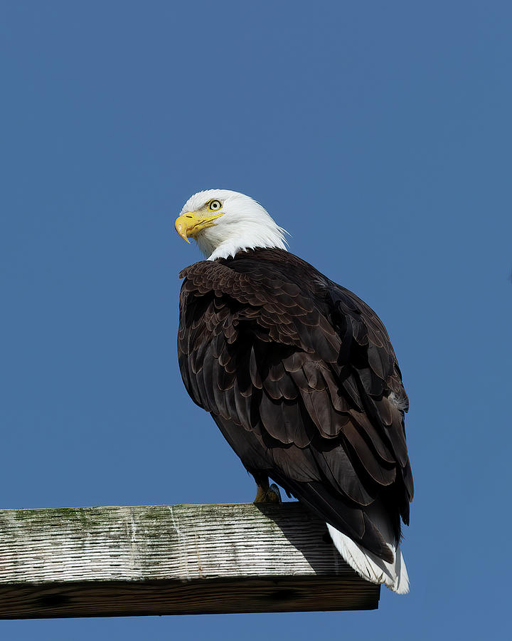 Bald Eagle sitting  Photograph by Gary Langley