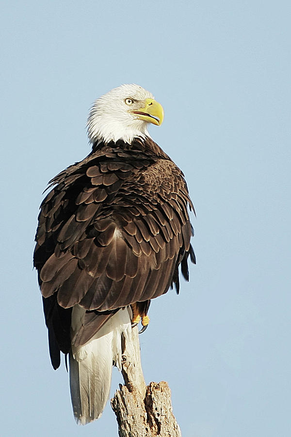 Bald Eagle Sitting Photograph
