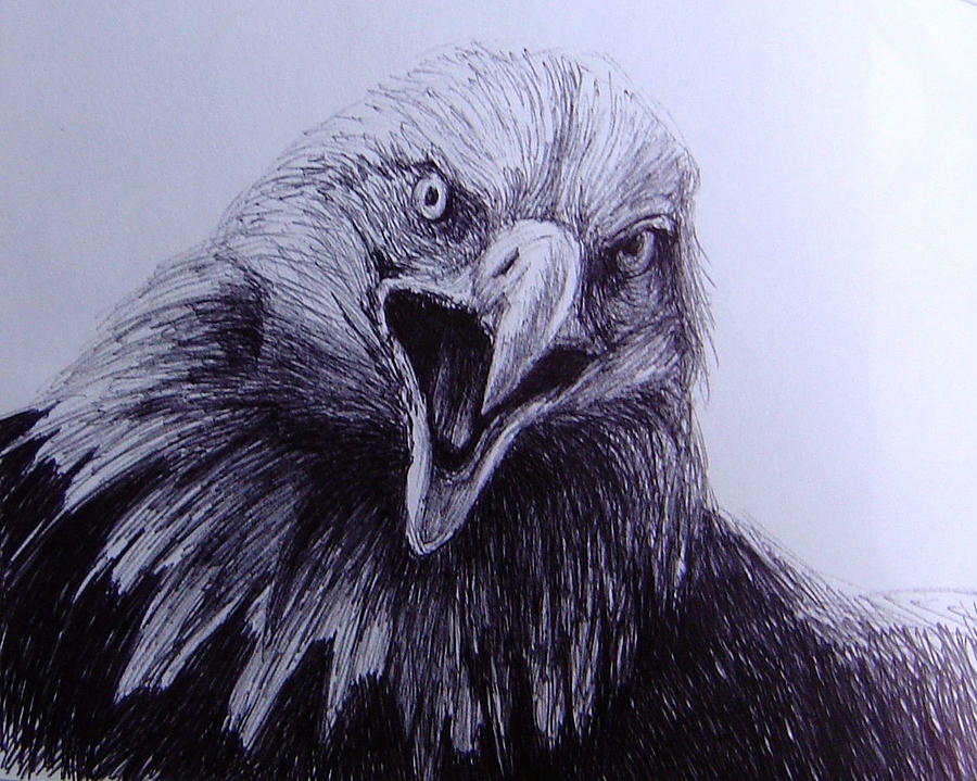 Eagle in Flight Artwork Bald Eagle Pencil Drawing Print - Etsy