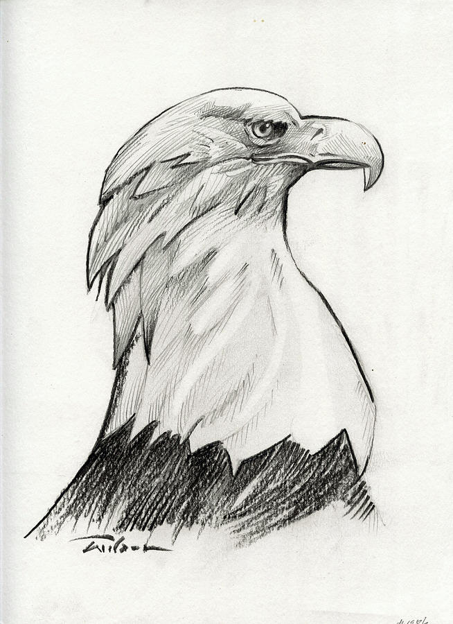 Bald Eagle Smooth Drawing by Ron Wilson - Fine Art America