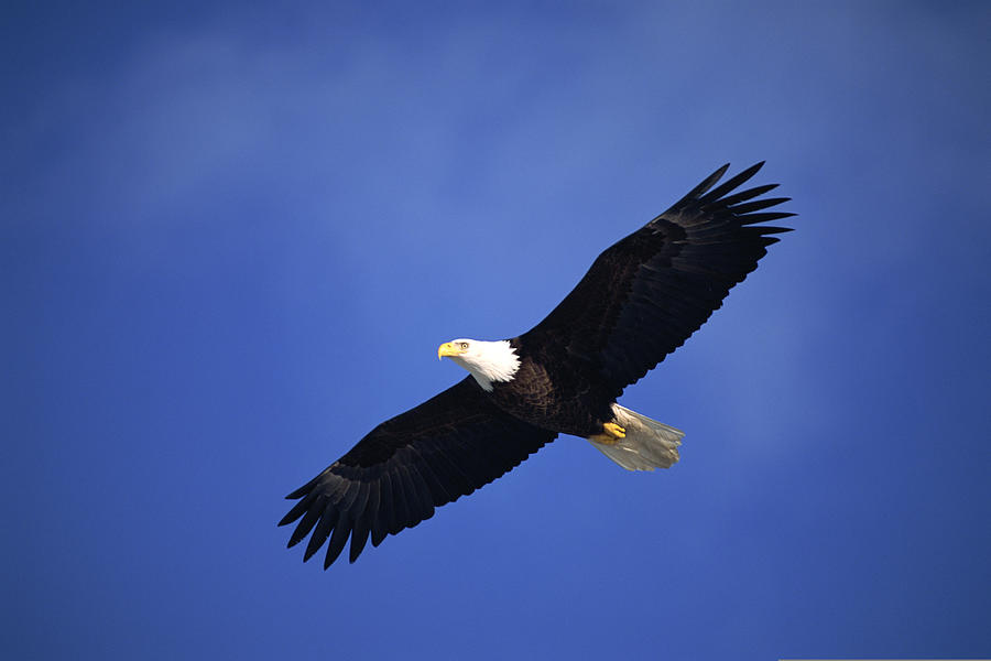 Bald eagle soaring , Alaska Photograph by Comstock Images