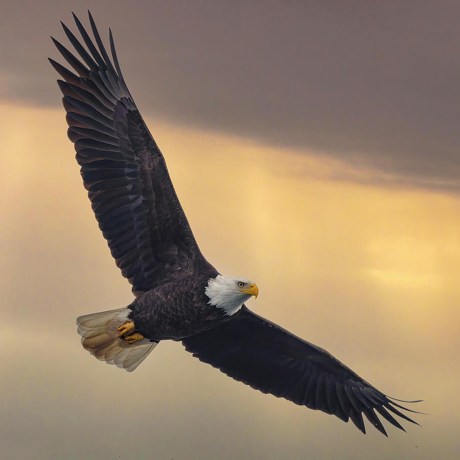 Bald Eagle Soaring Photograph by Angie Vogel - Pixels