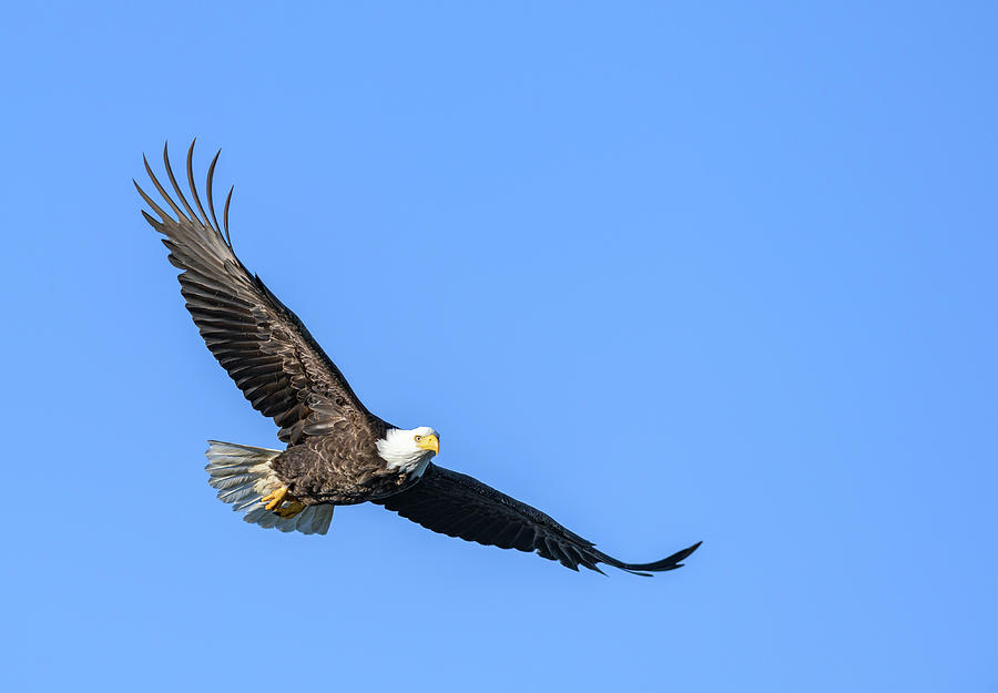 Bald Eagle Soaring Photograph by Bob VonDrachek