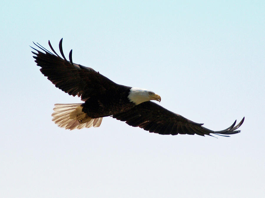 Bald Eagle Soaring Photograph by David Desautel