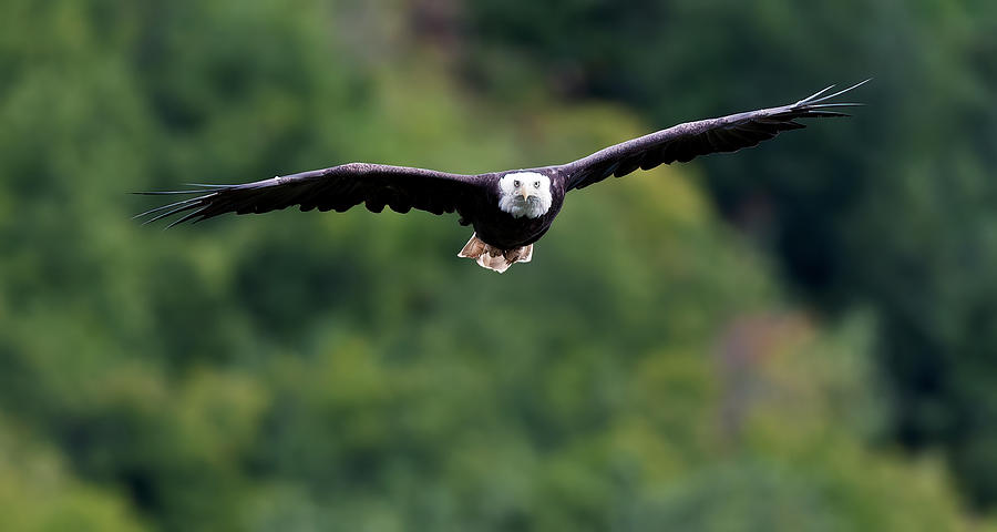 Bald eagle soaring  Photograph by Gary Langley