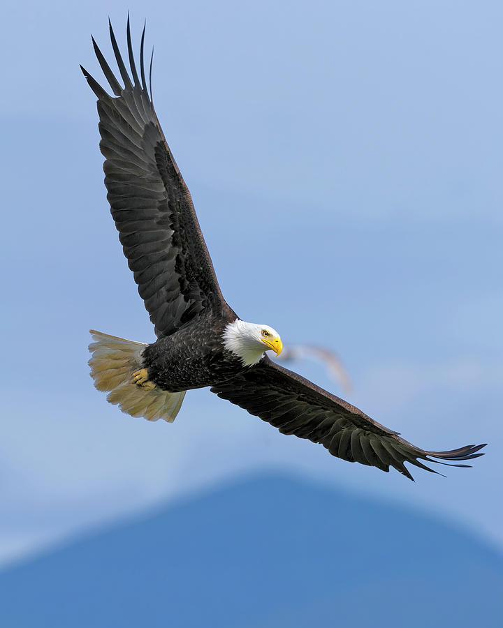 Bald Eagle soaring Hood Canal Photograph by Gary Langley