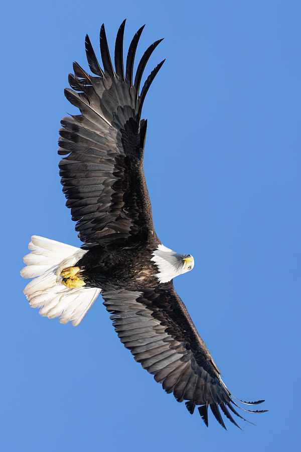 Bald Eagle Soaring II Photograph by Mark Harrington