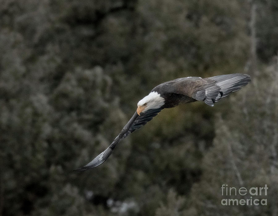 Bald Eagle Soaring In Eleven Mile Canyon Photograph