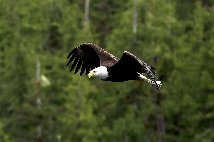 Bald Eagle Soaring Photograph by LeLinda Bourgeois - Fine Art America