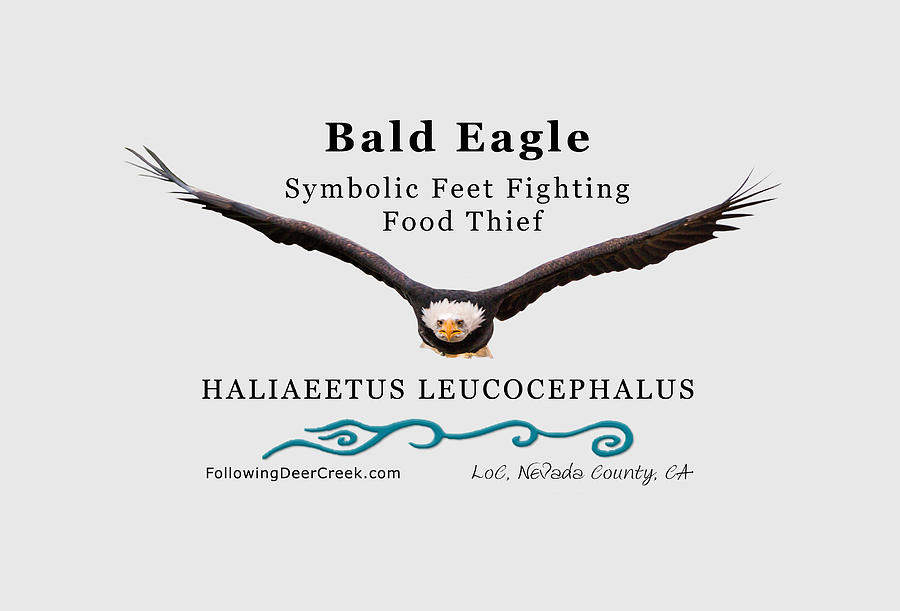Bald Eagle Soaring Digital Art by Lisa Redfern