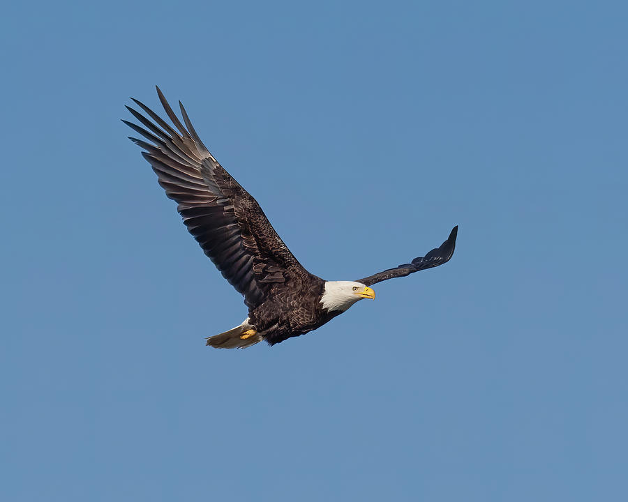 Bald Eagle Soaring Photograph by Morey Gers - Fine Art America