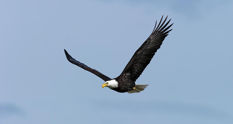 Bald Eagle Soaring Over The Hood Canal Photograph
