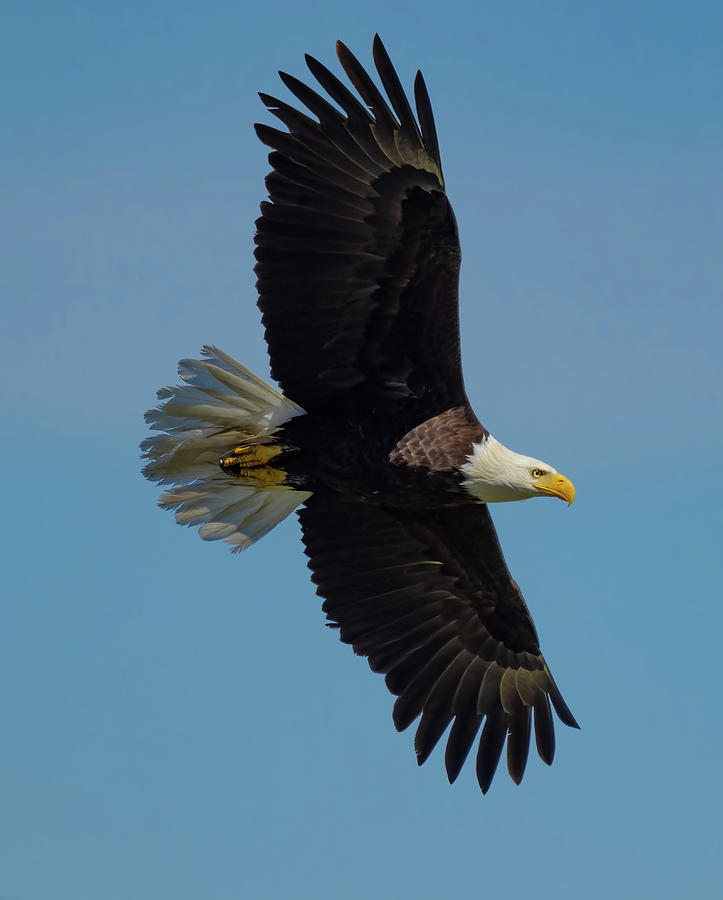 Bald Eagle soaring Photograph by Thiruvenkatakrishnan Sankaran | Fine ...