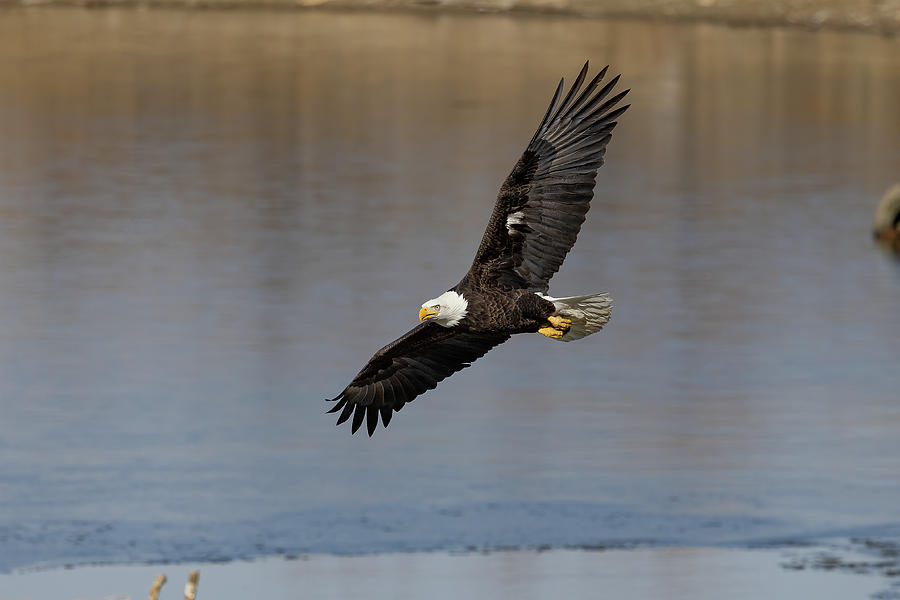 Bald Eagle Soars Over a Frozen Pond Photograph by Tony Hake