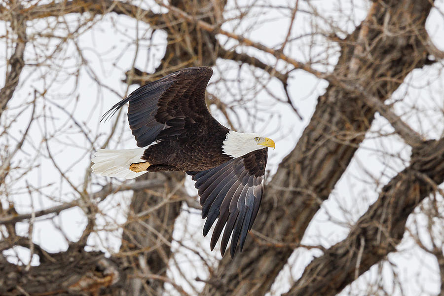 Bald Eagle Speeds Back To Its Nest Photograph