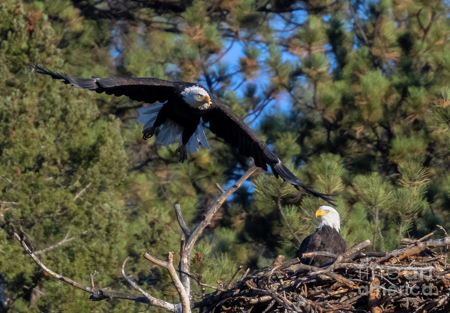 Bald Eagle Spread Wings Photograph by Steven Krull