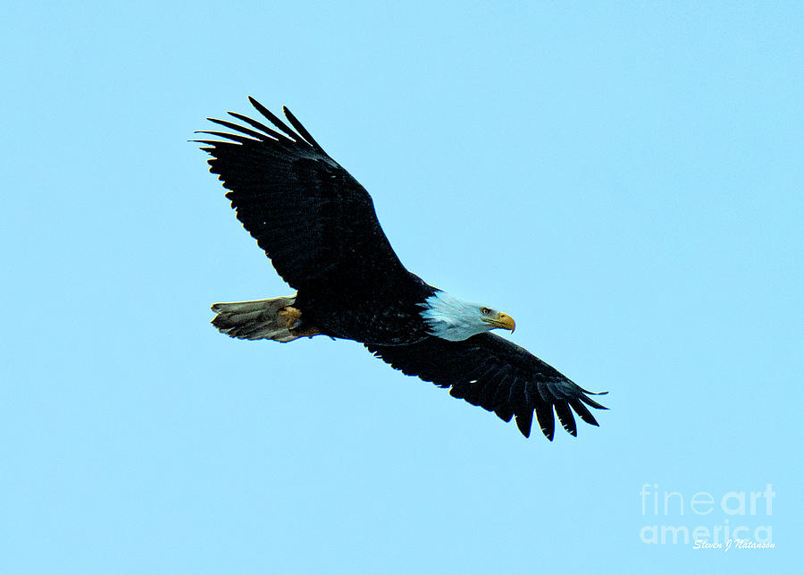 Bald Eagle Soaring over the Homer Spit Photograph by Steven Natanson