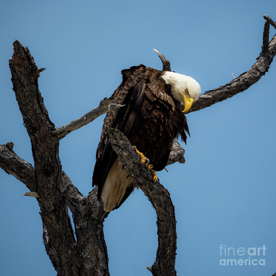 Eagle Photograph - Bald Eagle Square by Twenty Two North Photography