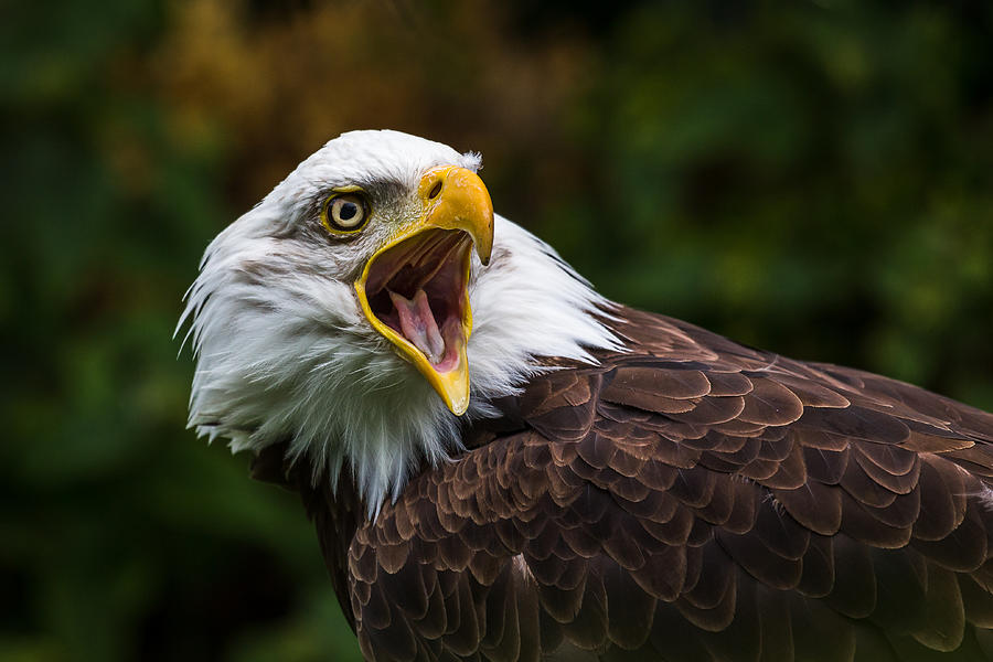 Bald Eagle squawking Photograph by Wellsie82