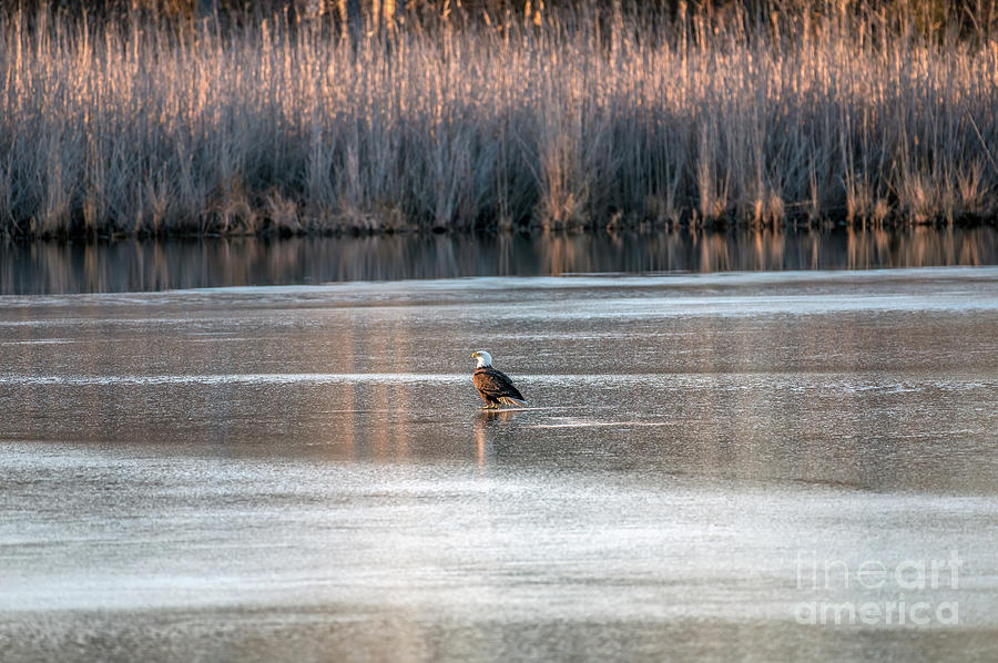 Bald Eagle Standing on the ice of a frozen lake in the sun Photograph by Patrick Wolf