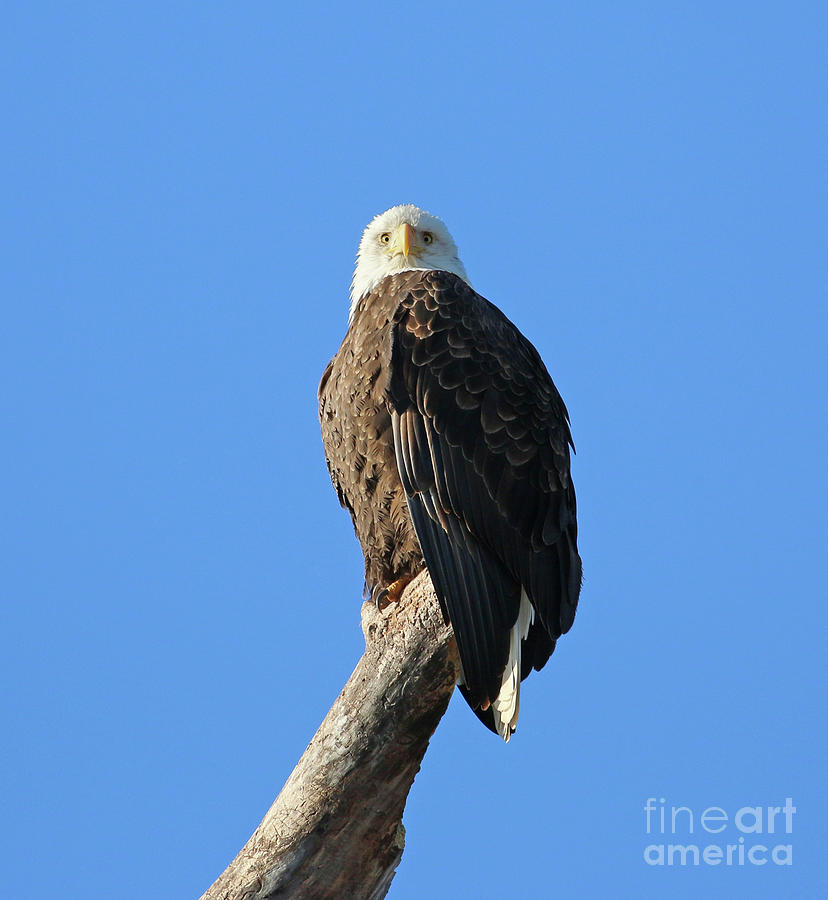 Bald Eagle Stare 8045 Photograph by Jack Schultz