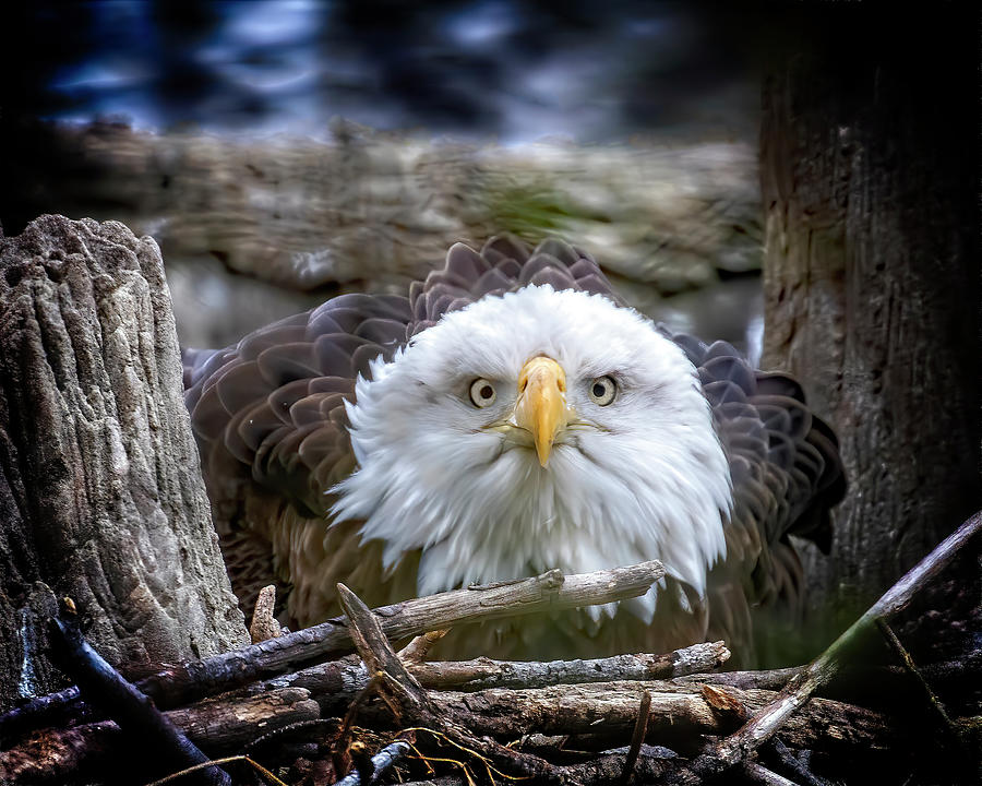 Bald Eagle Stare Photograph by Alan Raasch