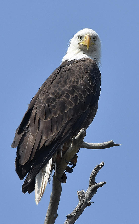 Bald Eagle Stare Photograph by Ben Foster