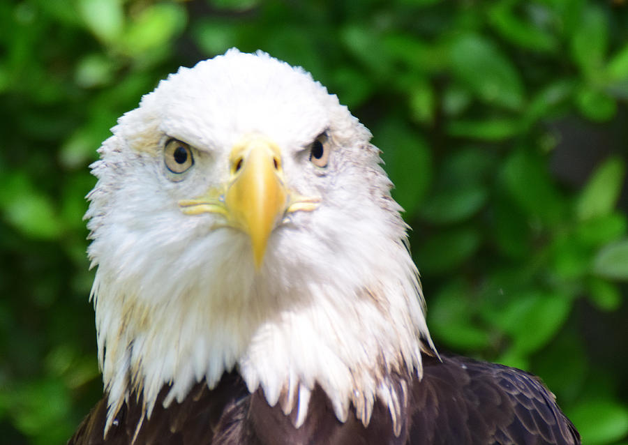 Bald Eagle Stare Photograph by Ed Stokes