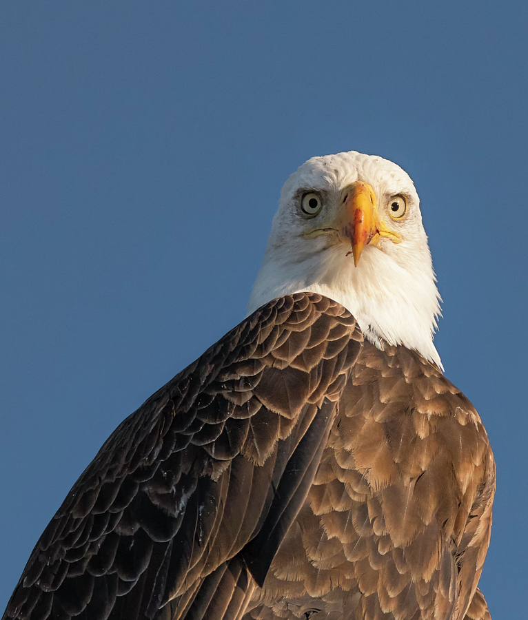 Bald Eagle Stare Photograph by Loree Johnson