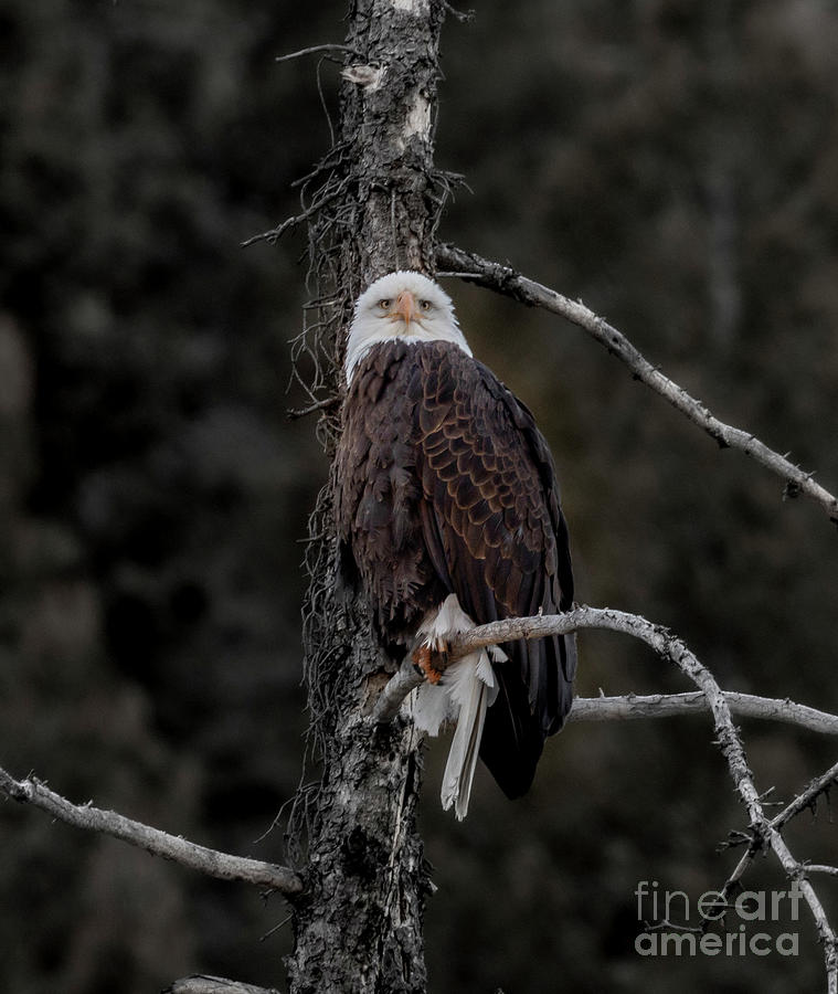 Bald Eagle Stare Photograph
