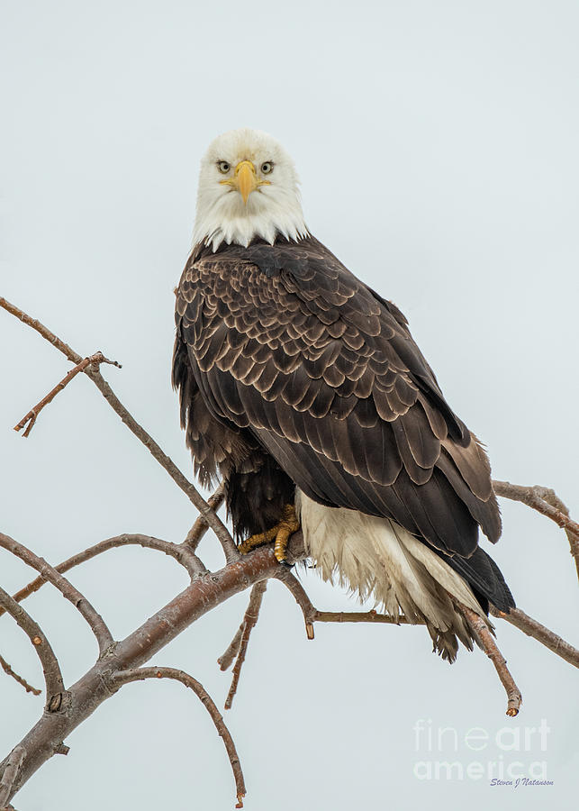 Bald Eagle Stare Photograph by Steven Natanson